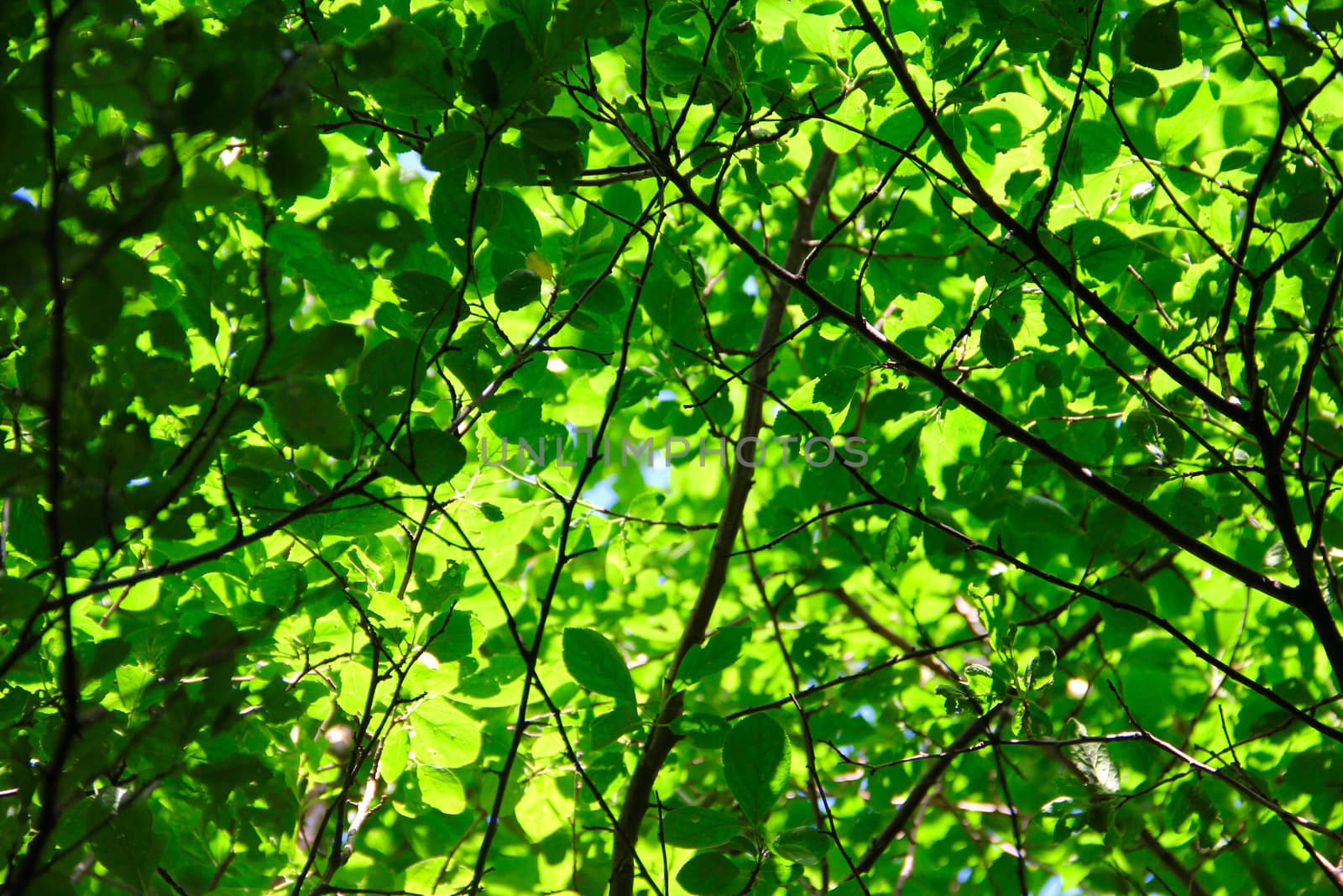 Green leaves background by destillat