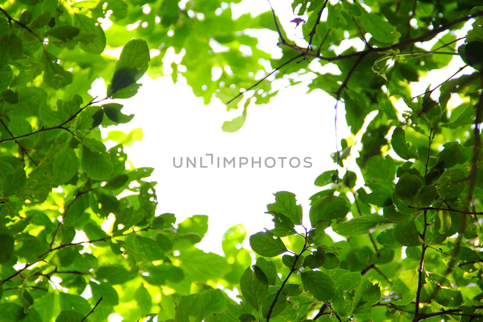 Beautiful leaves background love nature concept