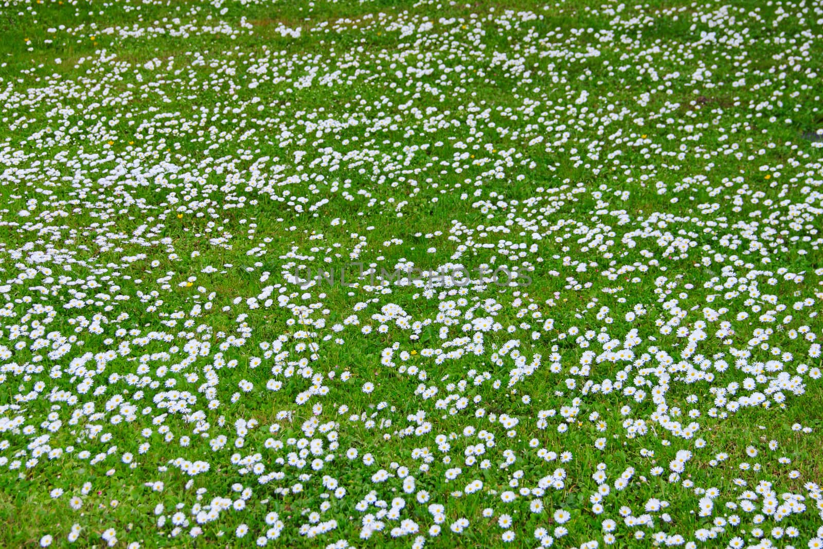 Daisy beautiful summer background close up