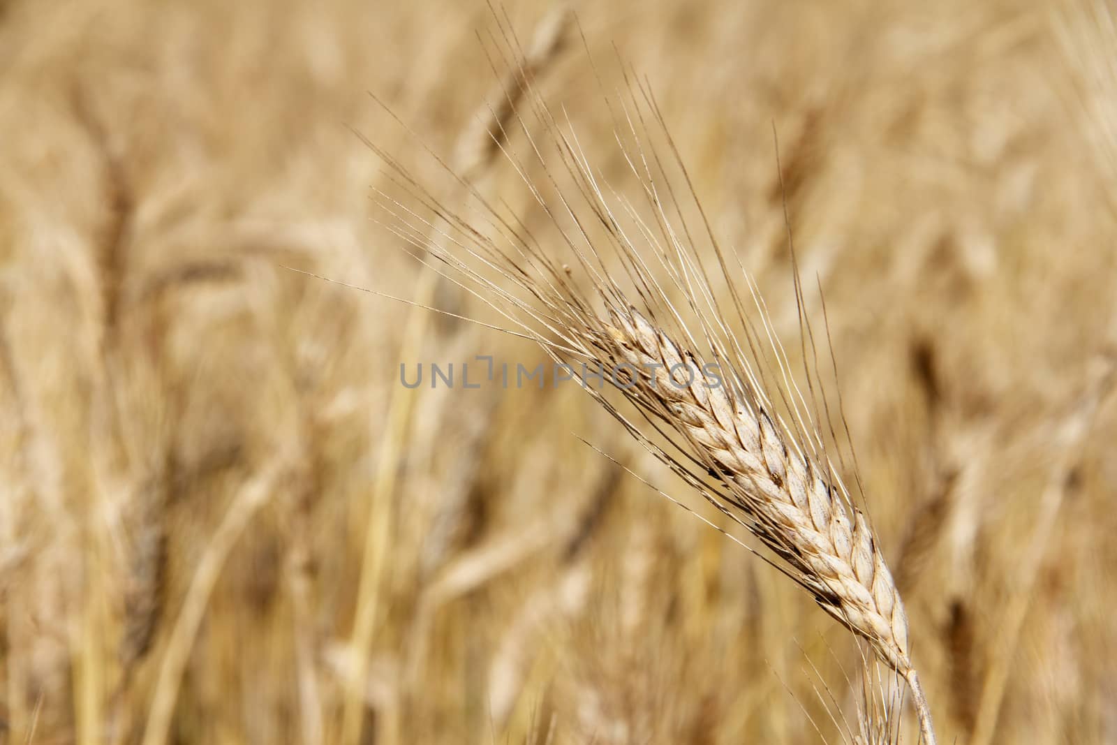 Ripe wheat close-up beauiful background