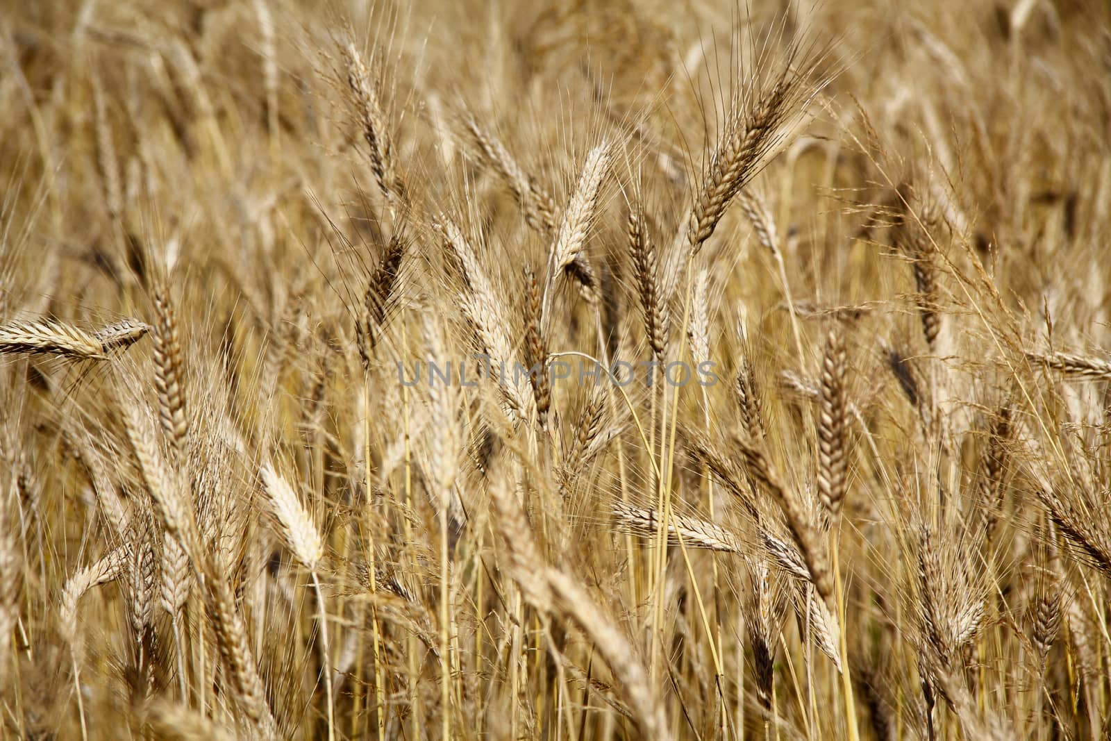 Ripe wheat field background