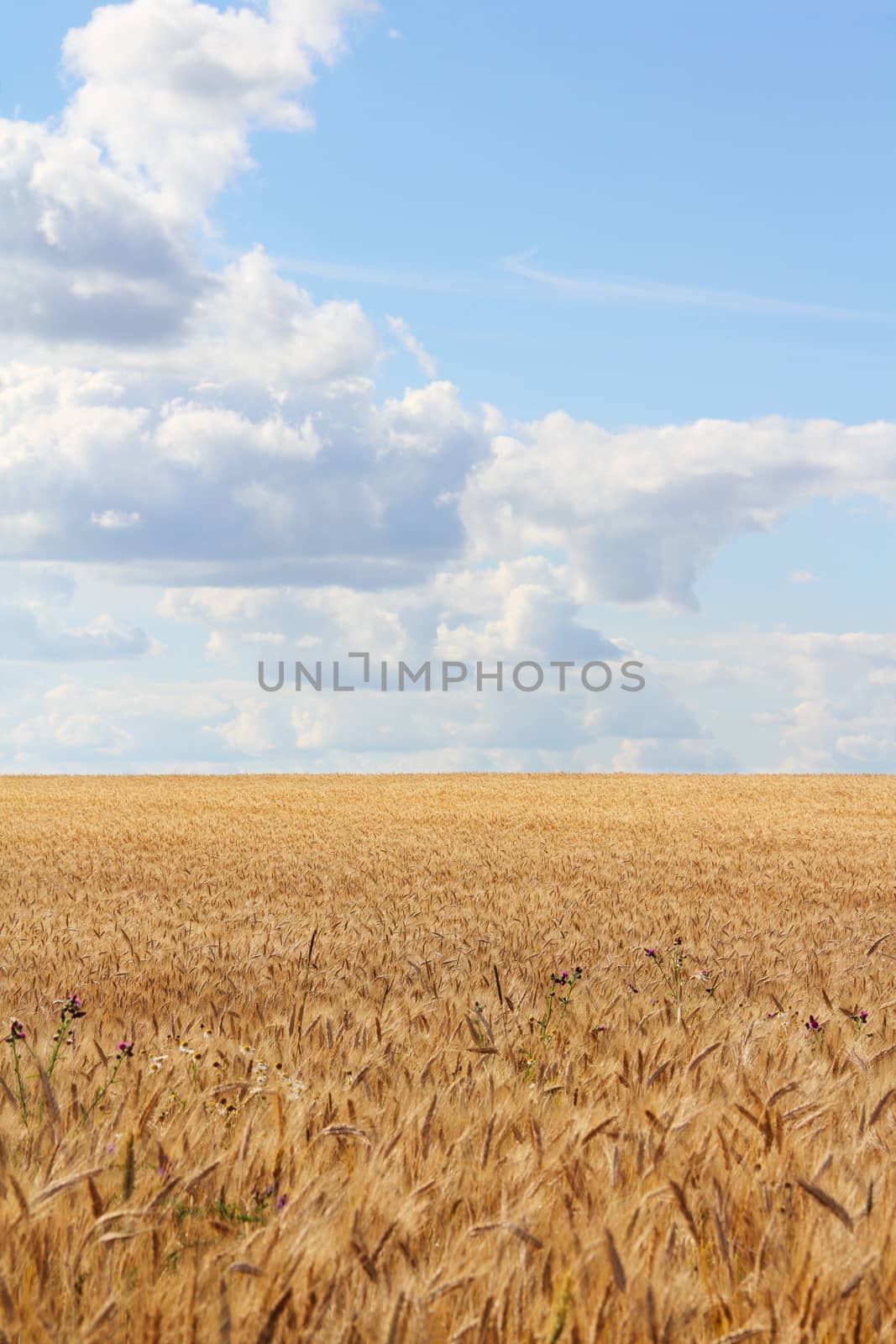 Golden wheat field under cloudy blue sky