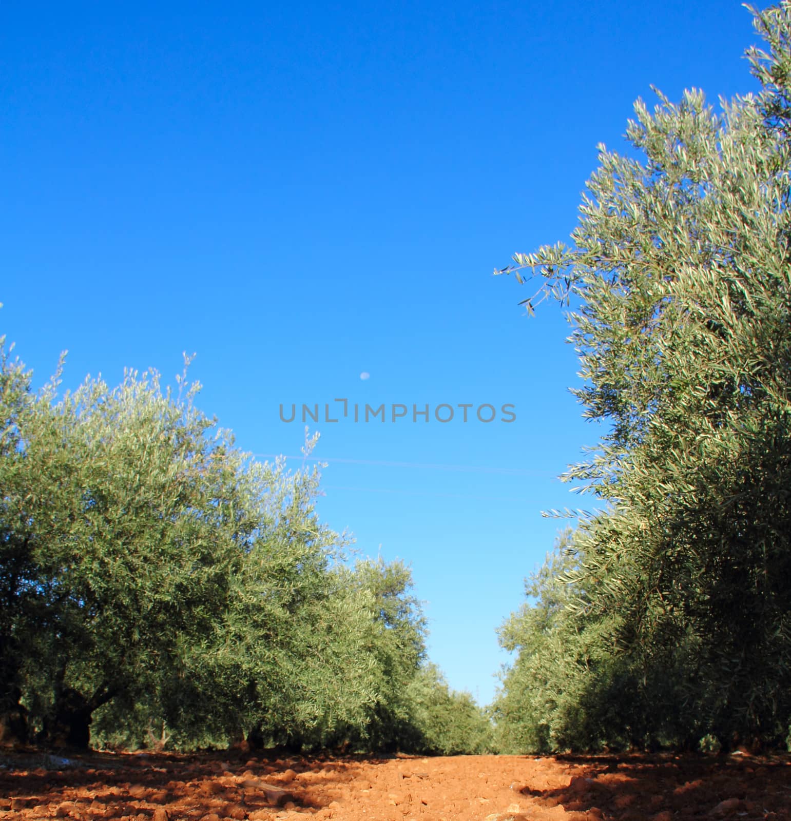 Beautiful olive trees in garden with red soil