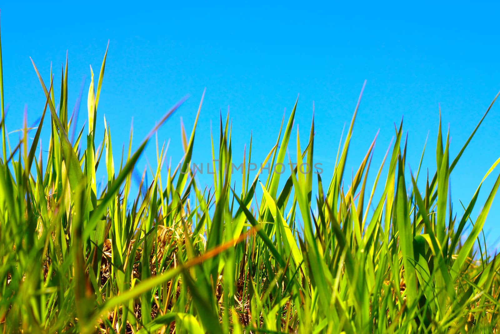 Spring first grass under clear blue sky