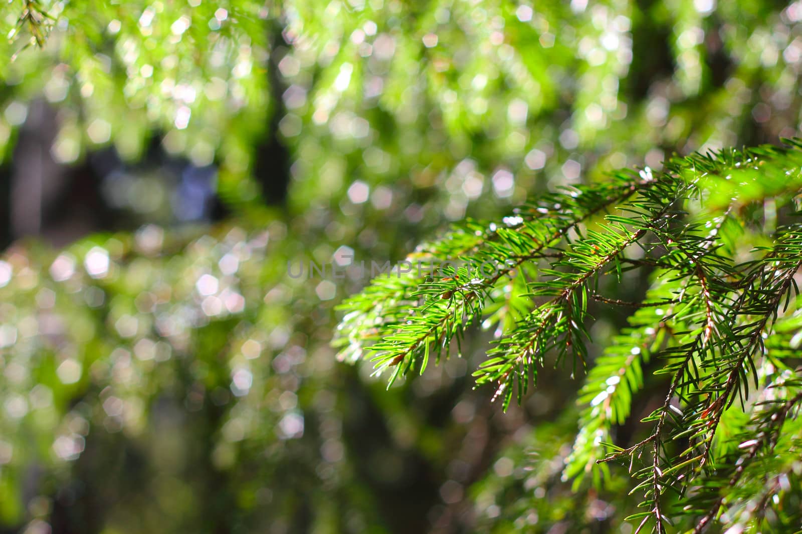 Spring fir tree branch in sunlight macro close up