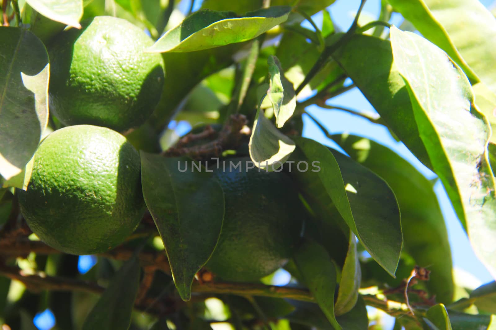Fresh green oranges on tree by destillat