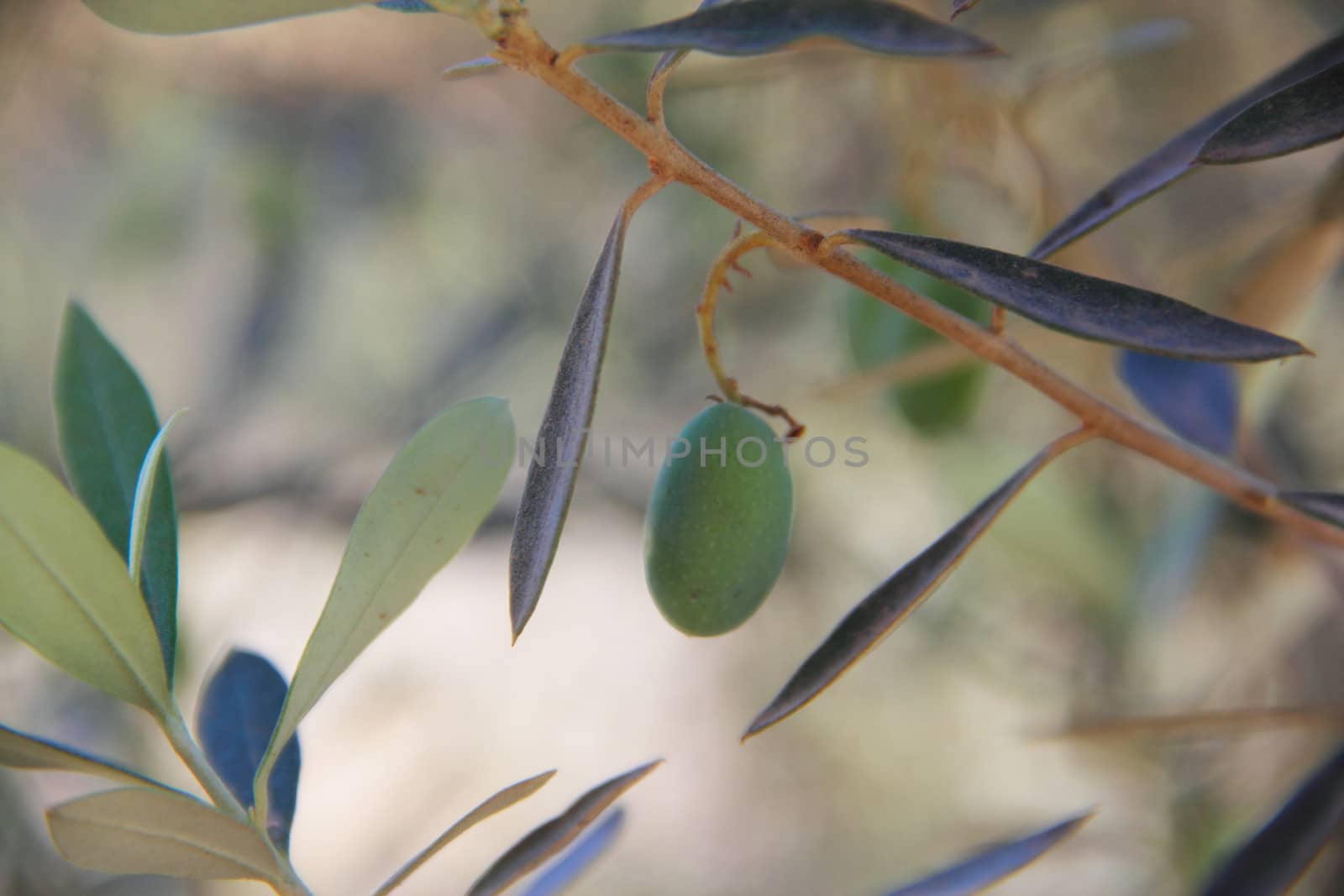 Olives on a branch by destillat