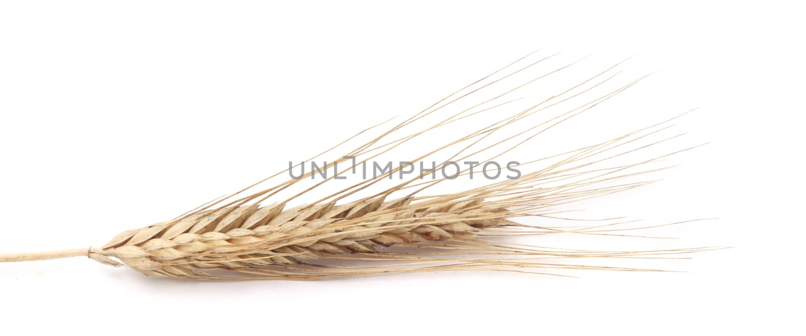 Wheat ears isolated on white background 