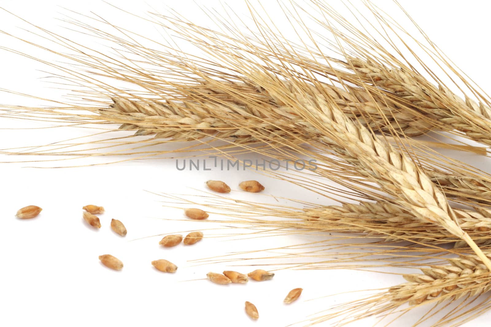 Wheat ears by destillat