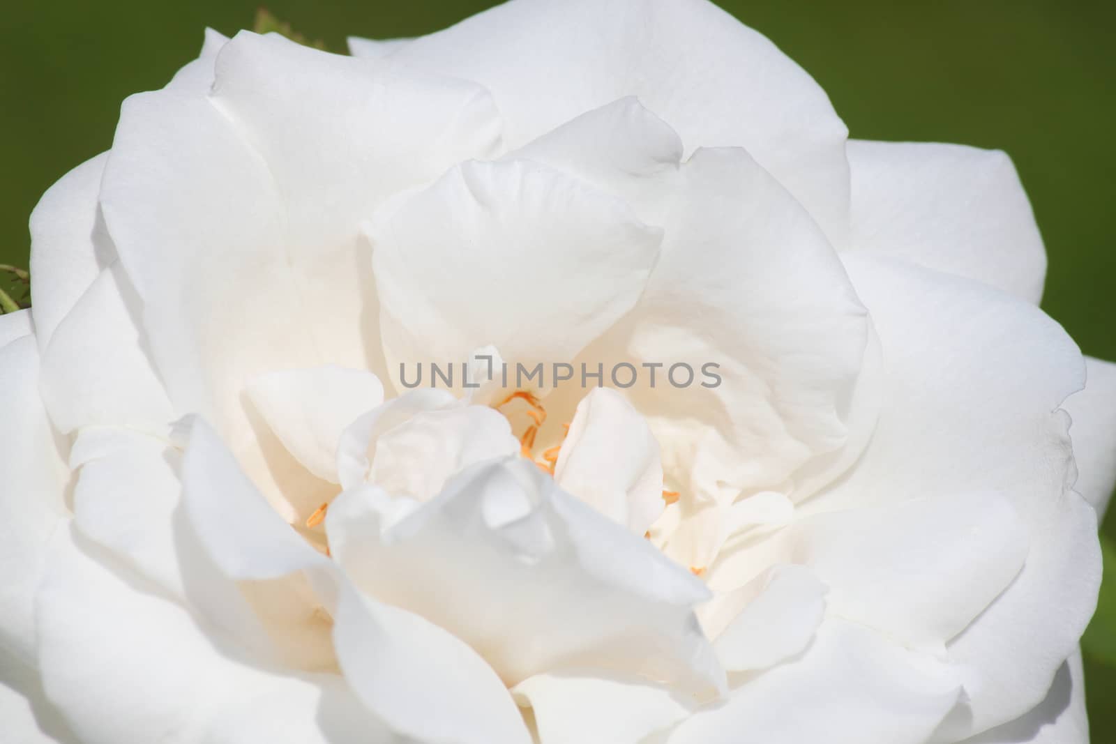 white rose by romantiche
