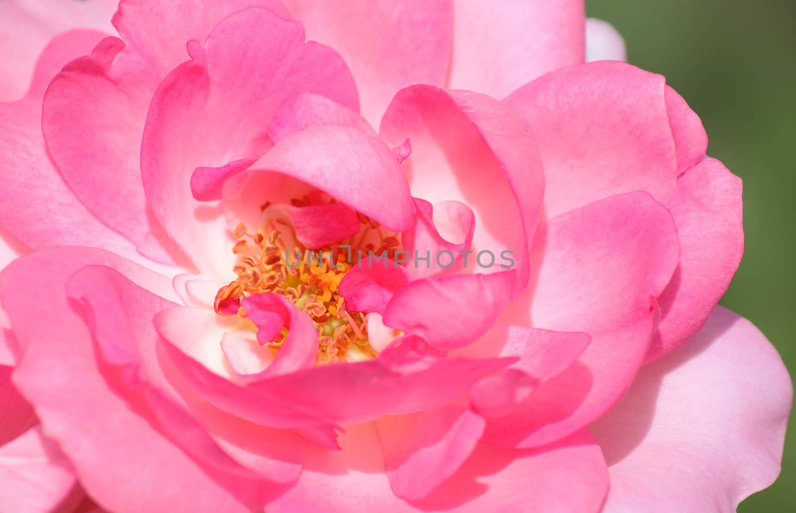 macro photo of pink rose