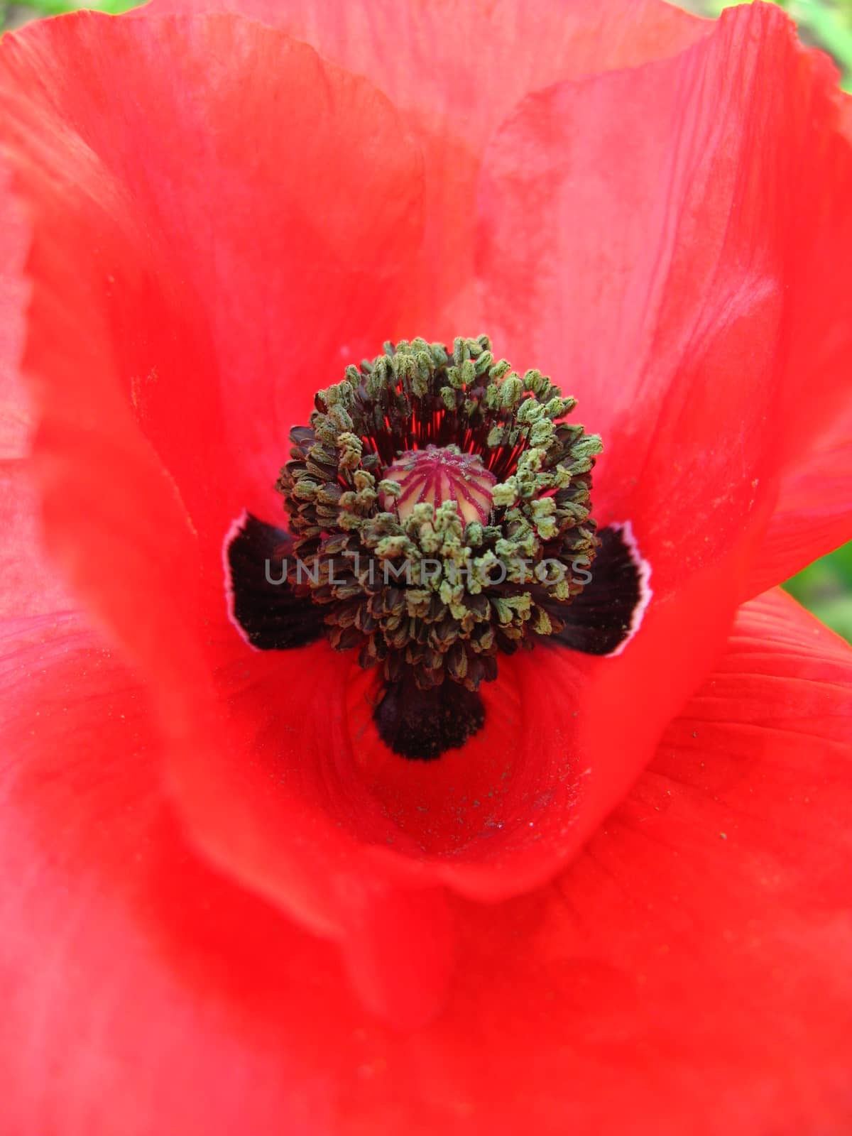 beautiful flower of red poppy by alexmak