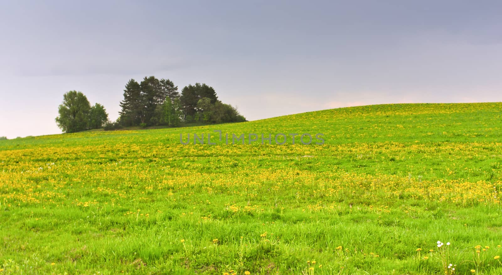 Green field and trees on the hill landscape horisontal