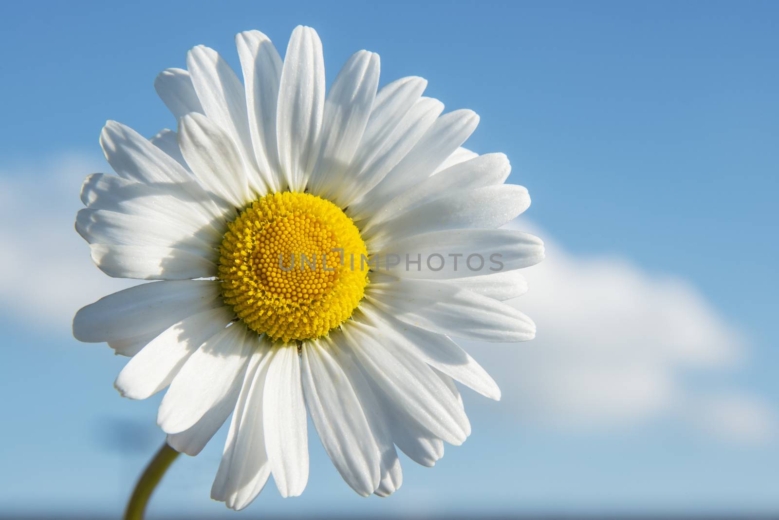 Closeup of Marguerite with blue sky in spring