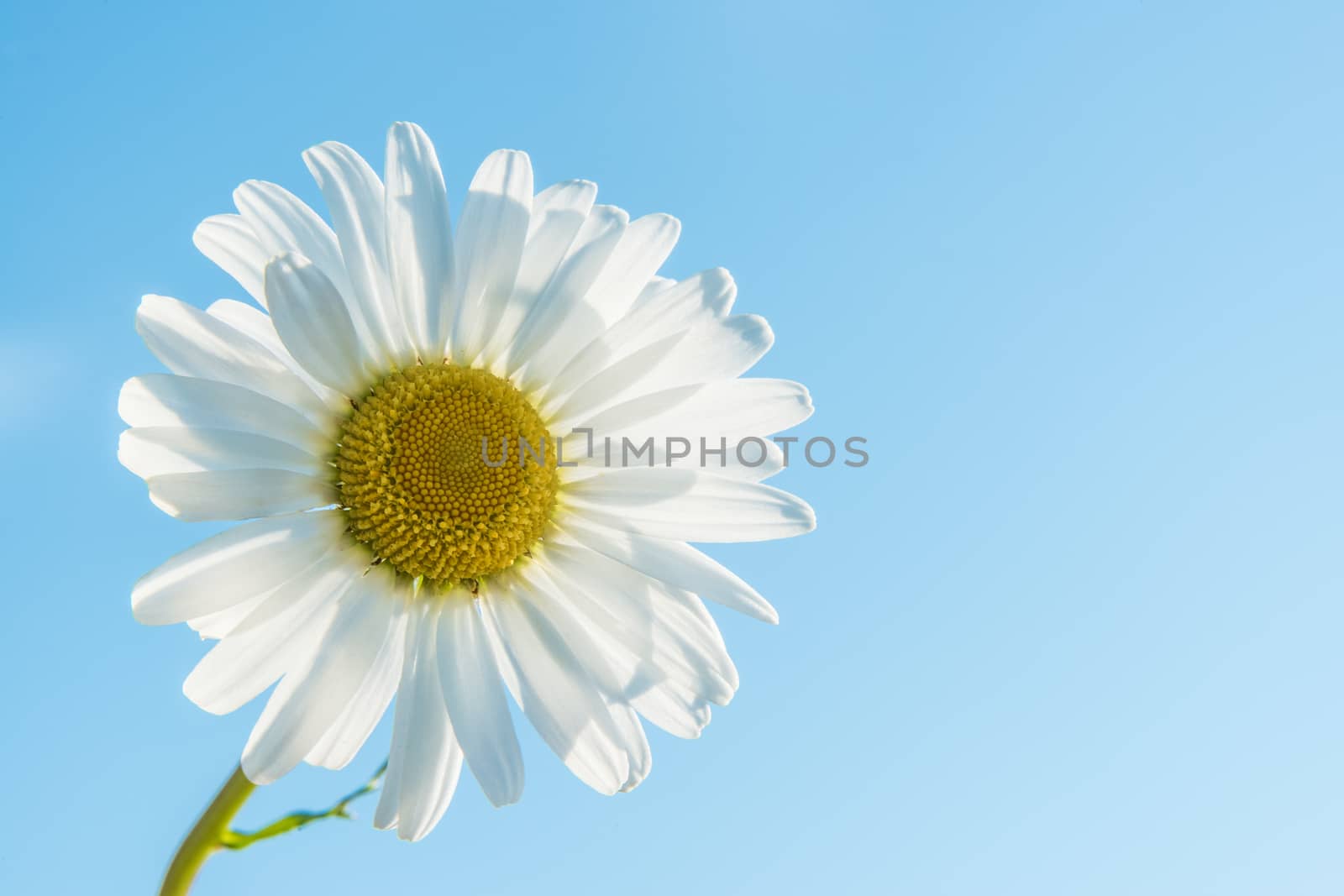 Marguerite backlit by w20er