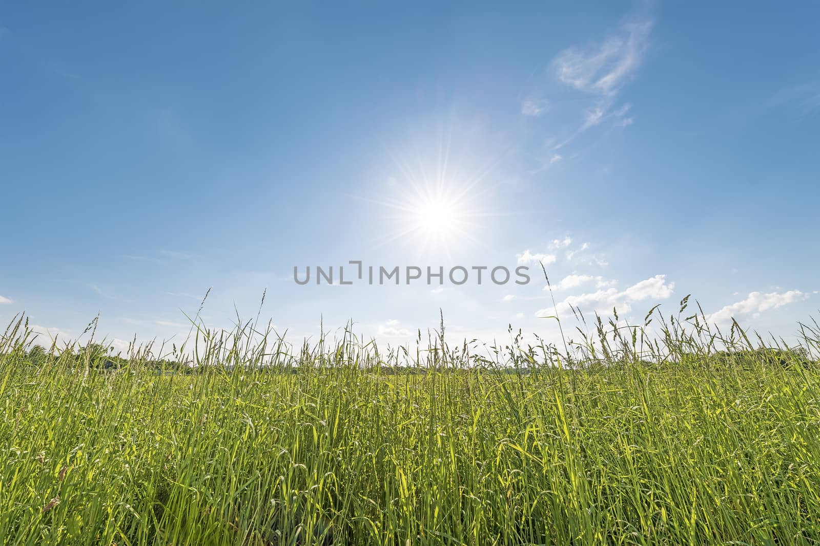 Horizontal picture of meadow backlit against blue sky with sun and clouds