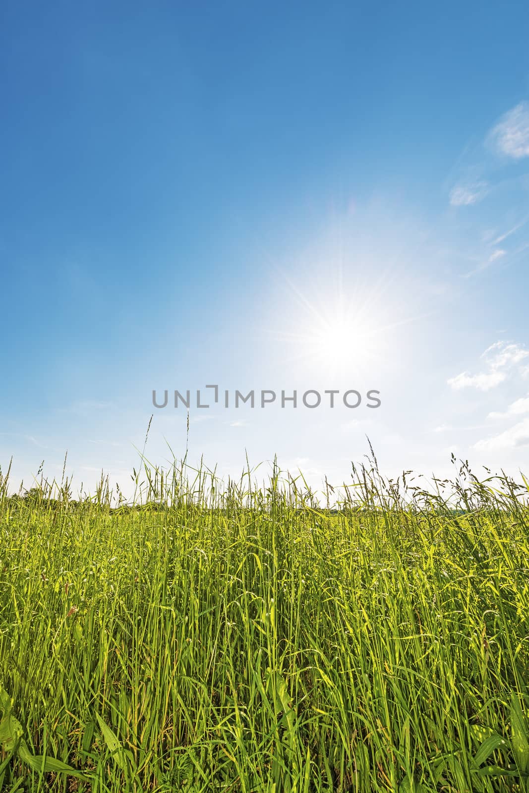 Vertical picture of meadow backlit against blue sky with clouds