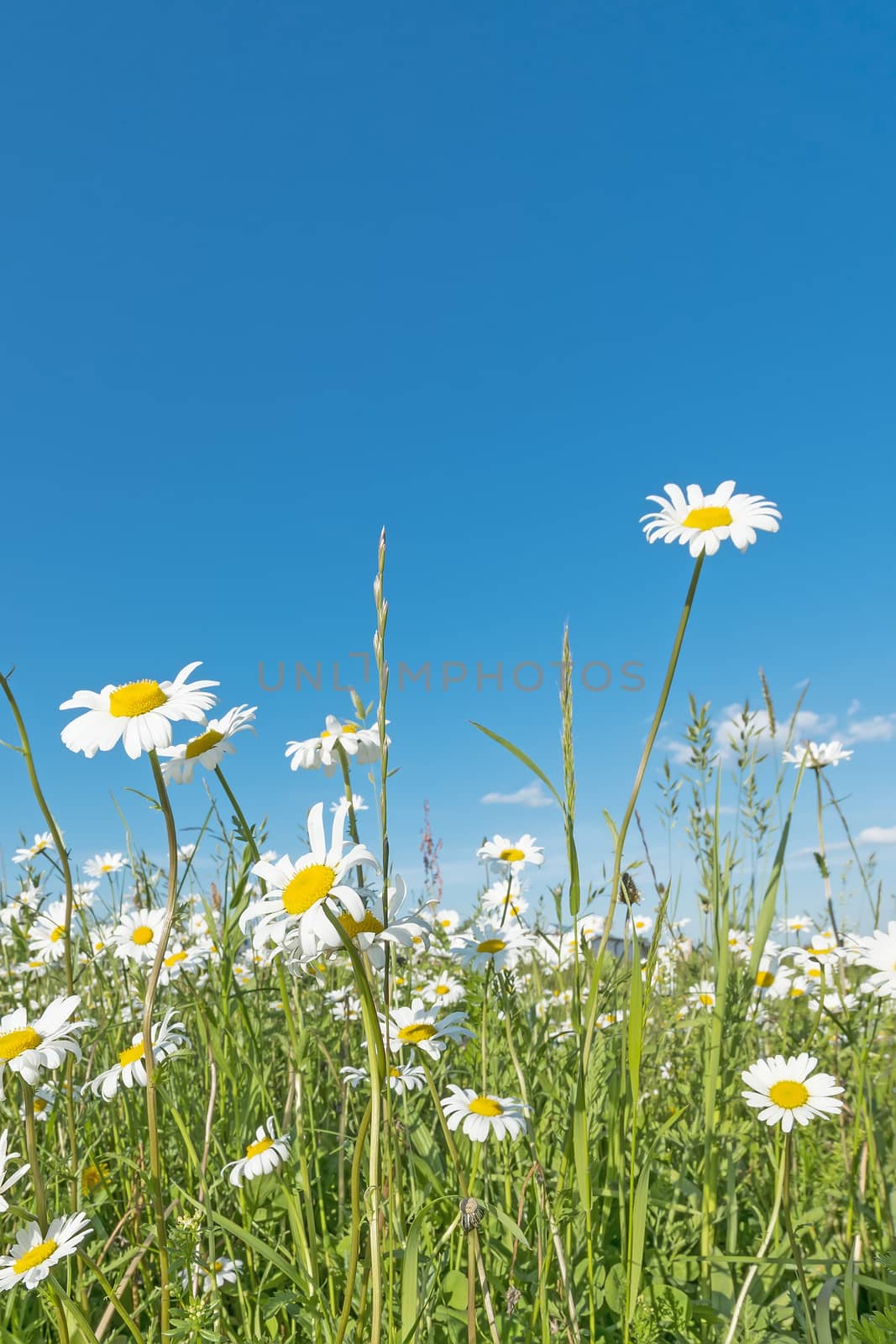 Meadow with marguerites and blue sky on a sunny day in spring