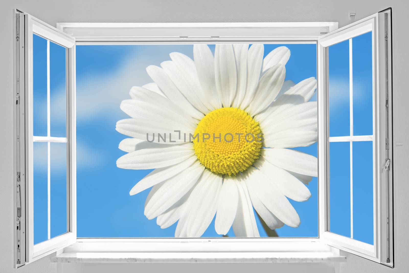 View through a white open window to a big marguerite on blue sky