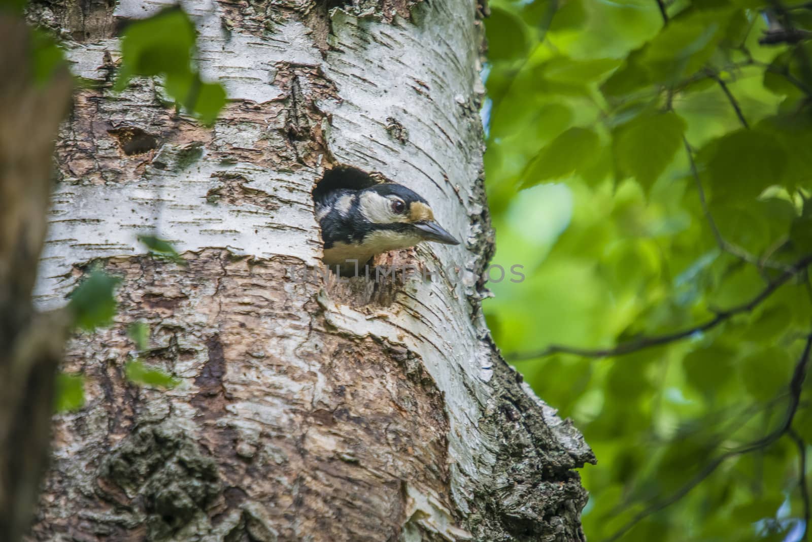 Great Spotted Woodpecker, Dendrocopos major looks out of the hole in the nest to see if it is ready to fly out. The image is shot at Roeds mountain in Halden, Norway.