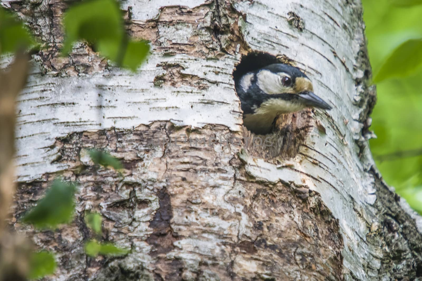 Great Spotted Woodpecker, Dendrocopos major looks out of the hole in the nest to see if it is ready to fly out. The image is shot at Roeds mountain in Halden, Norway.
