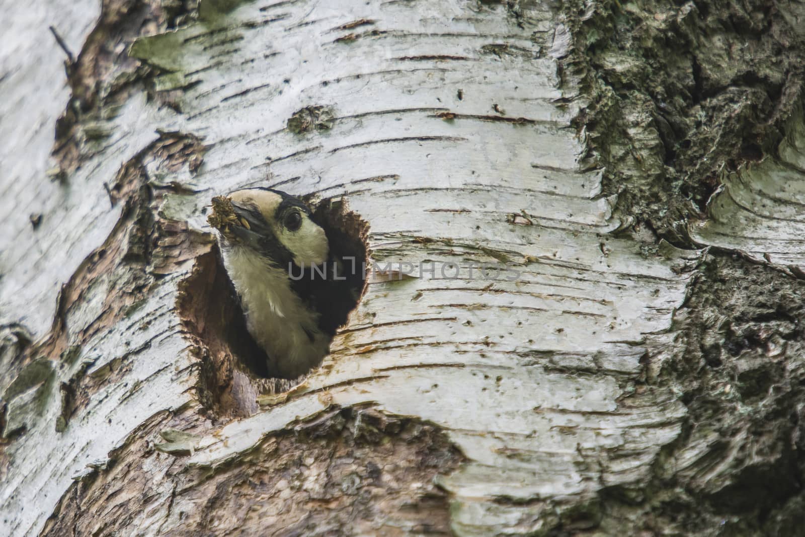 The woodpecker Great Spotted Woodpecker, Dendrocopos major cleaning up the nest. The image is shot at Roeds mountain in Halden, Norway.