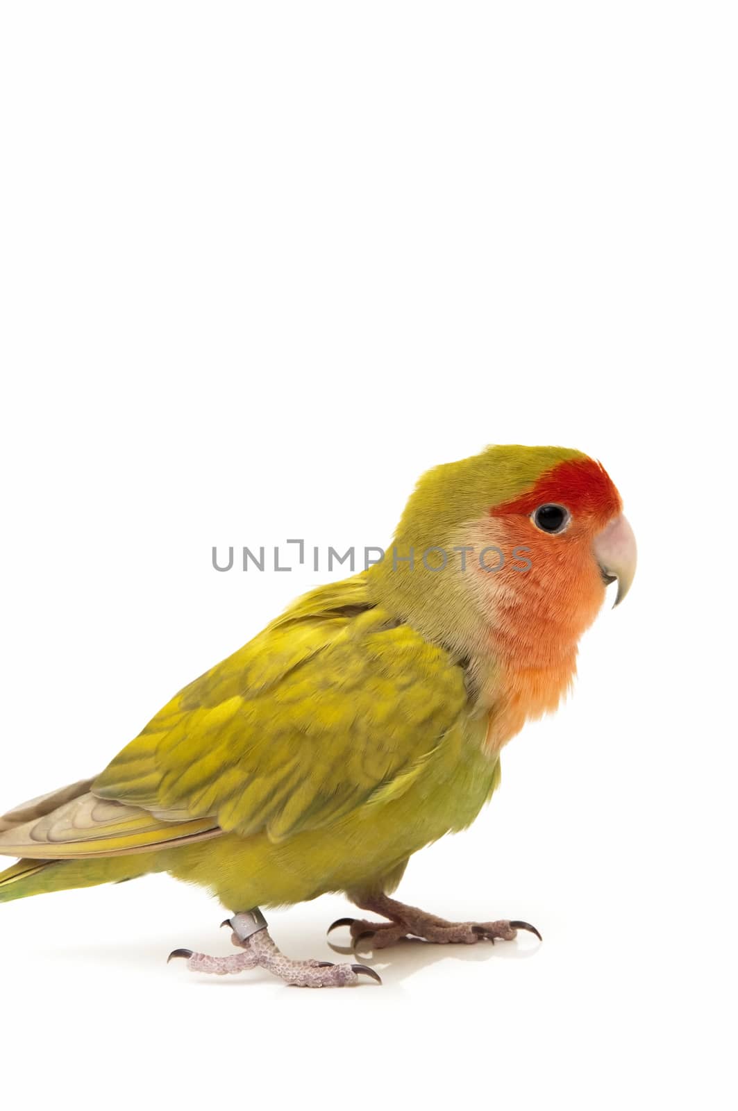 agapornis posing on a white background