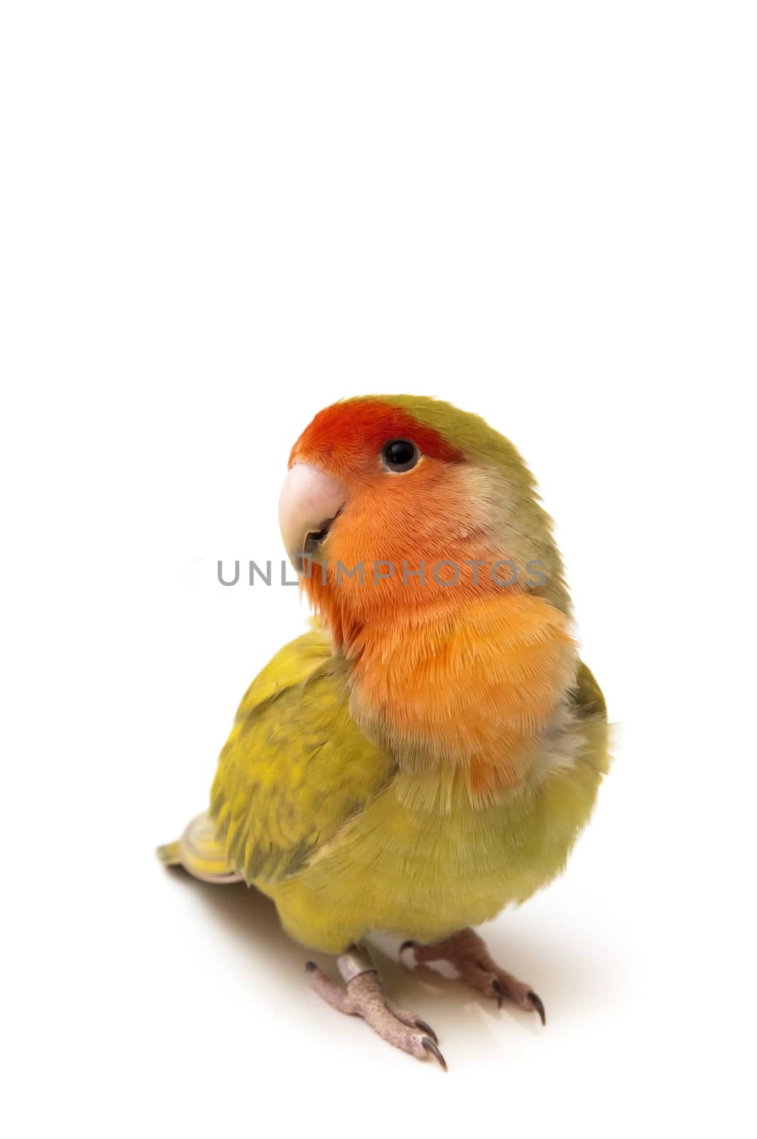 agapornis posing on a white background