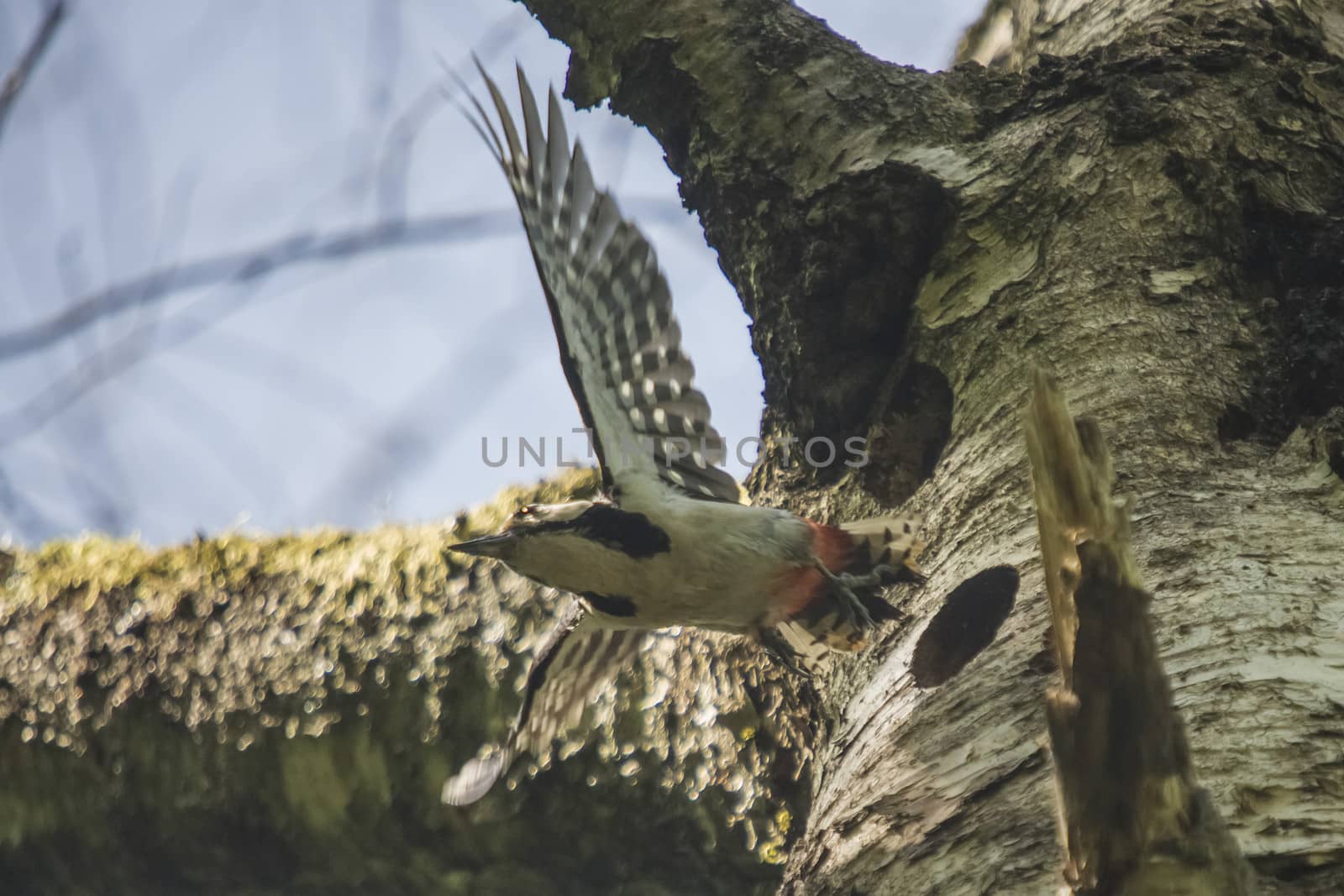 Great Spotted Woodpecker, Dendrocopos major flying out of the nest. The image is shot at Roeds mountain in Halden, Norway