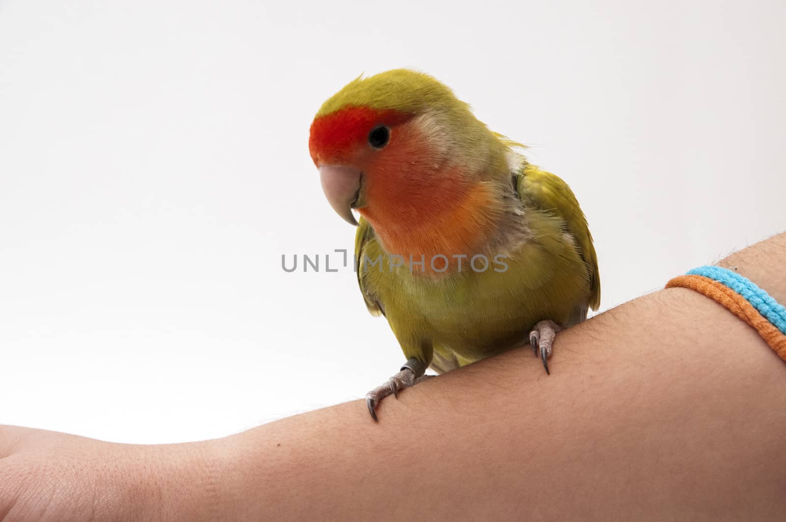 agapornis posing on a white background