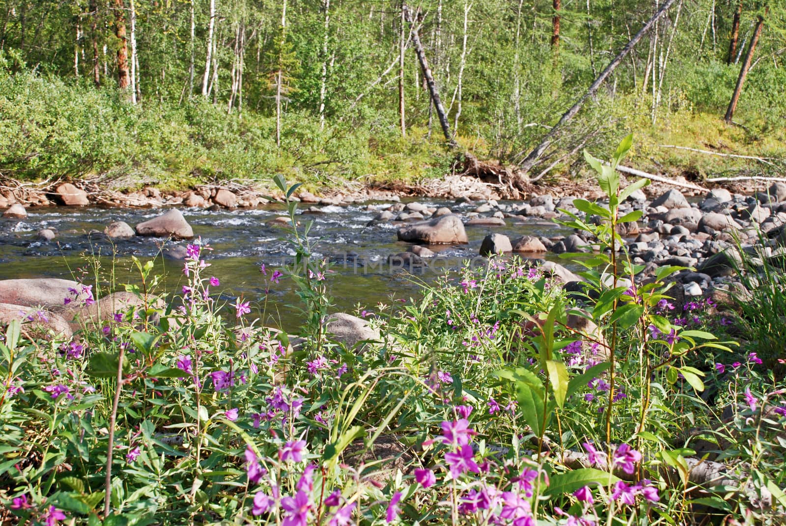 In the upper river Bucharama has stones in line