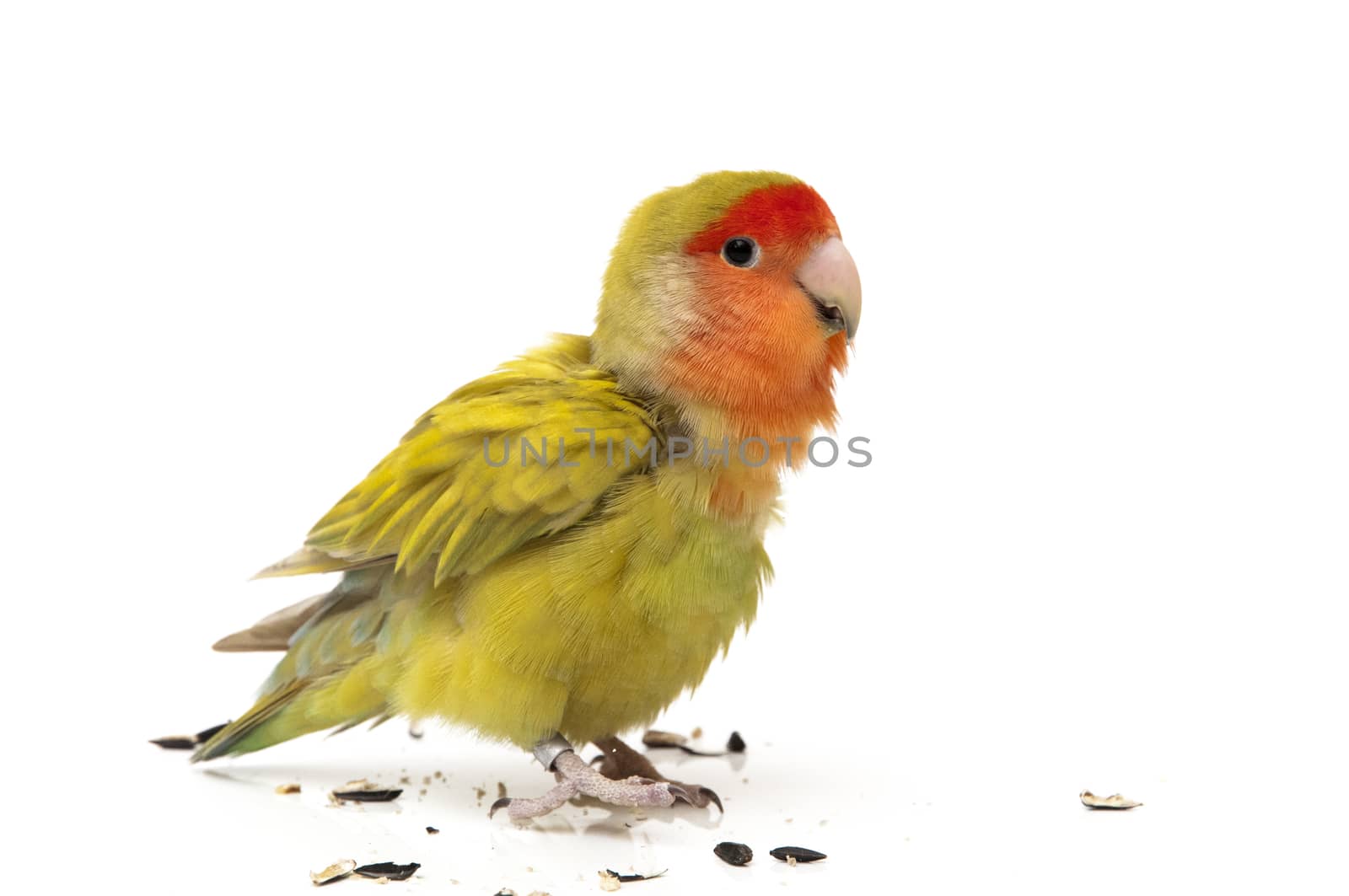 agapornis eating pipes on a white background