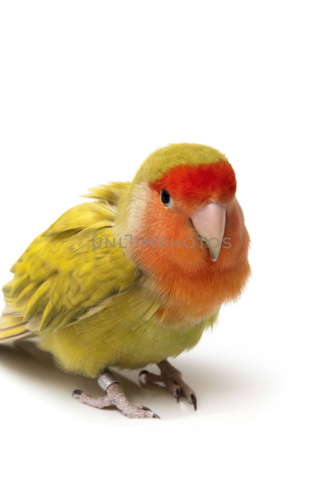 agapornis posing on a white background