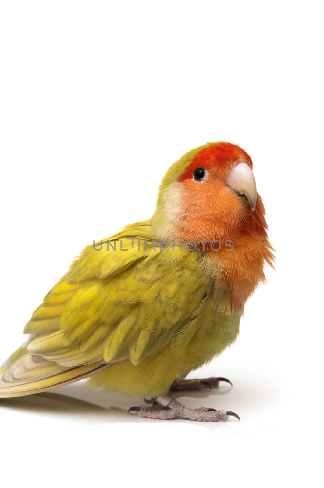 agapornis posing on a white background