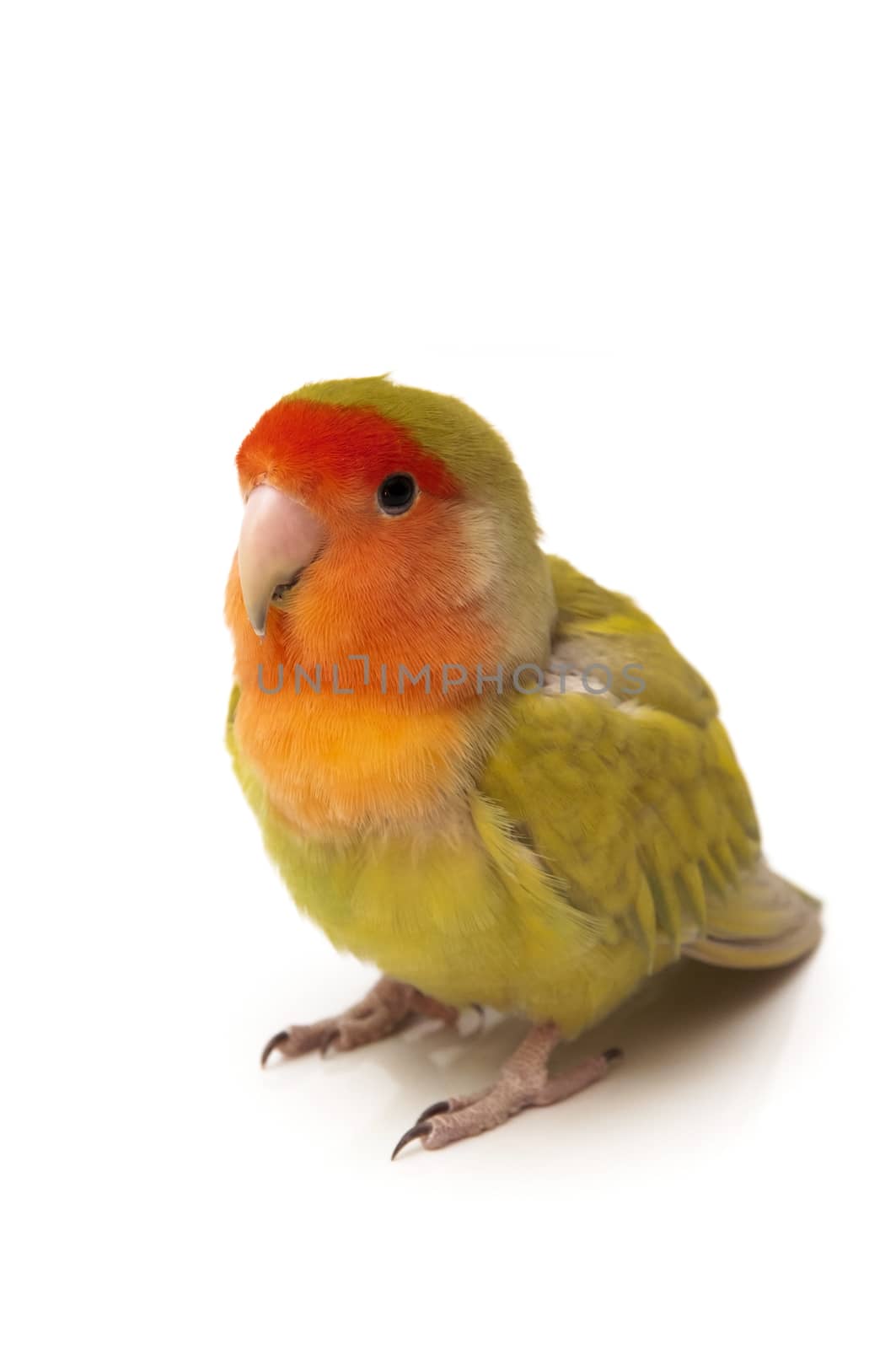 agapornis posing on a white background