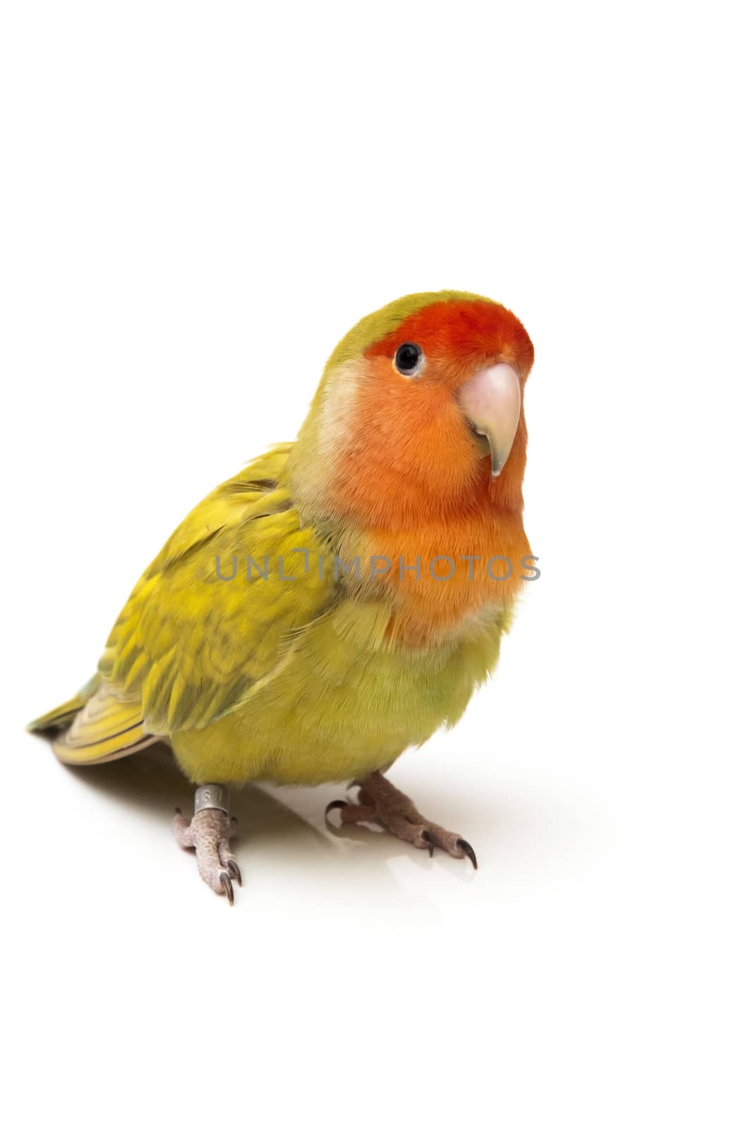 agapornis posing on a white background