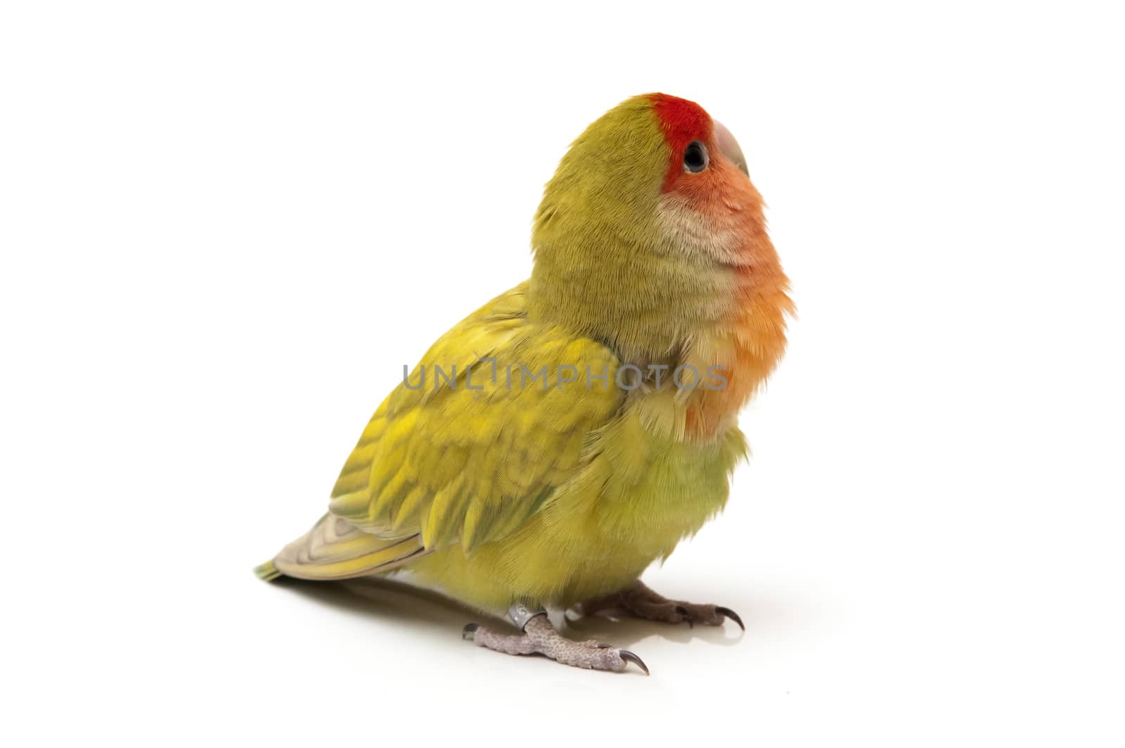 agapornis posing on a white background