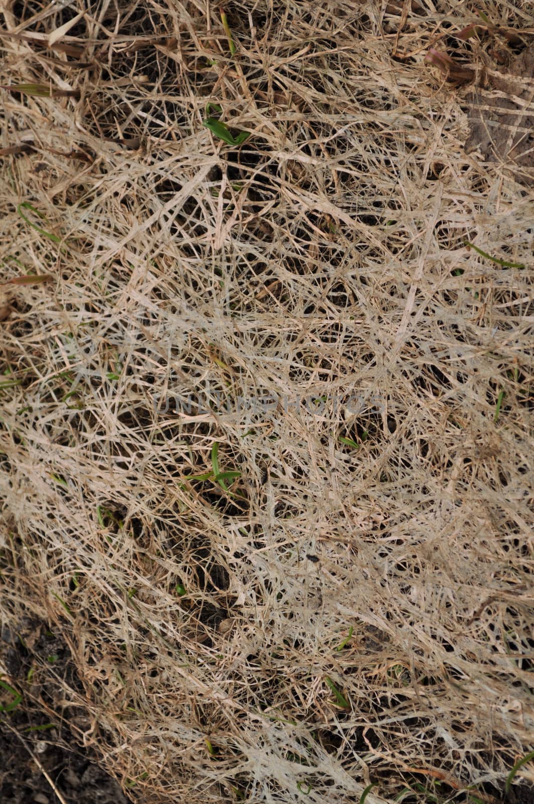 Dry weaving the stems in spring form on earth intricate pattern.