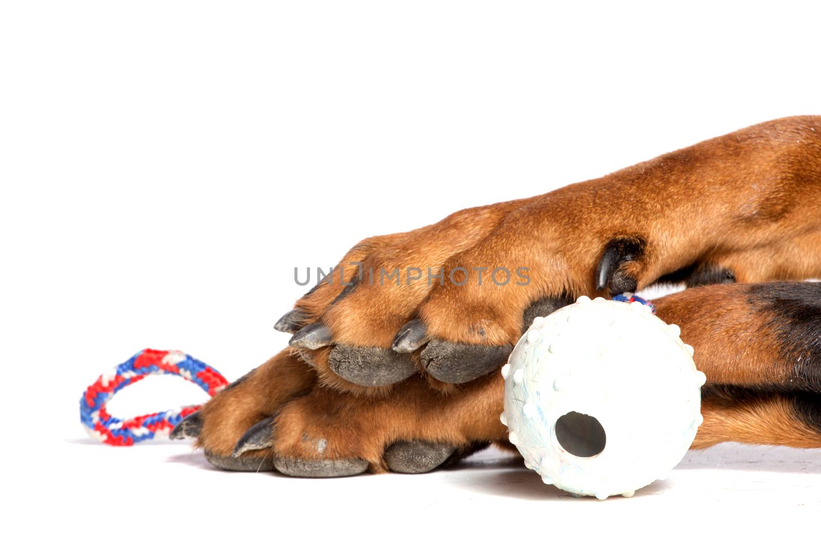 Dogs paw with ball, isolated on white