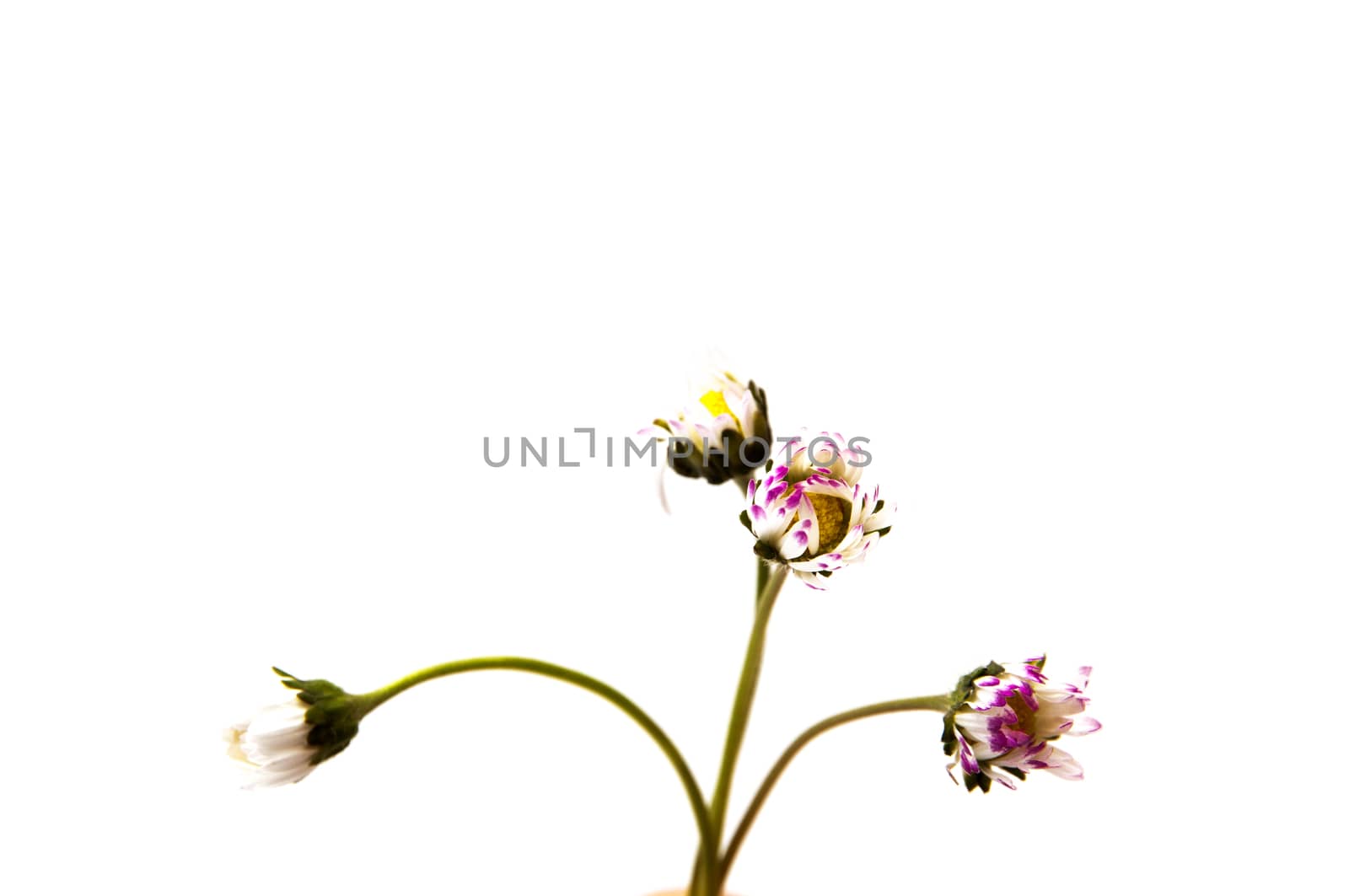 flowers of various colors on a white background