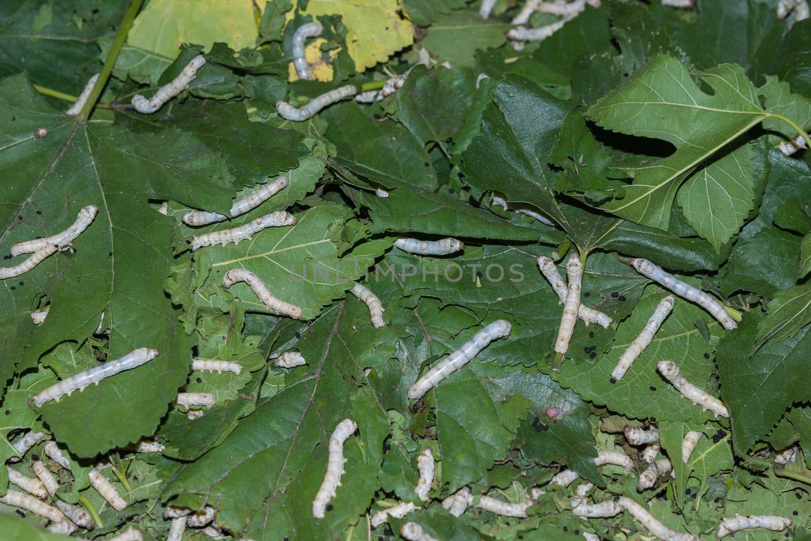 Silkworms feasting on their mulberry leaves. by Claudine