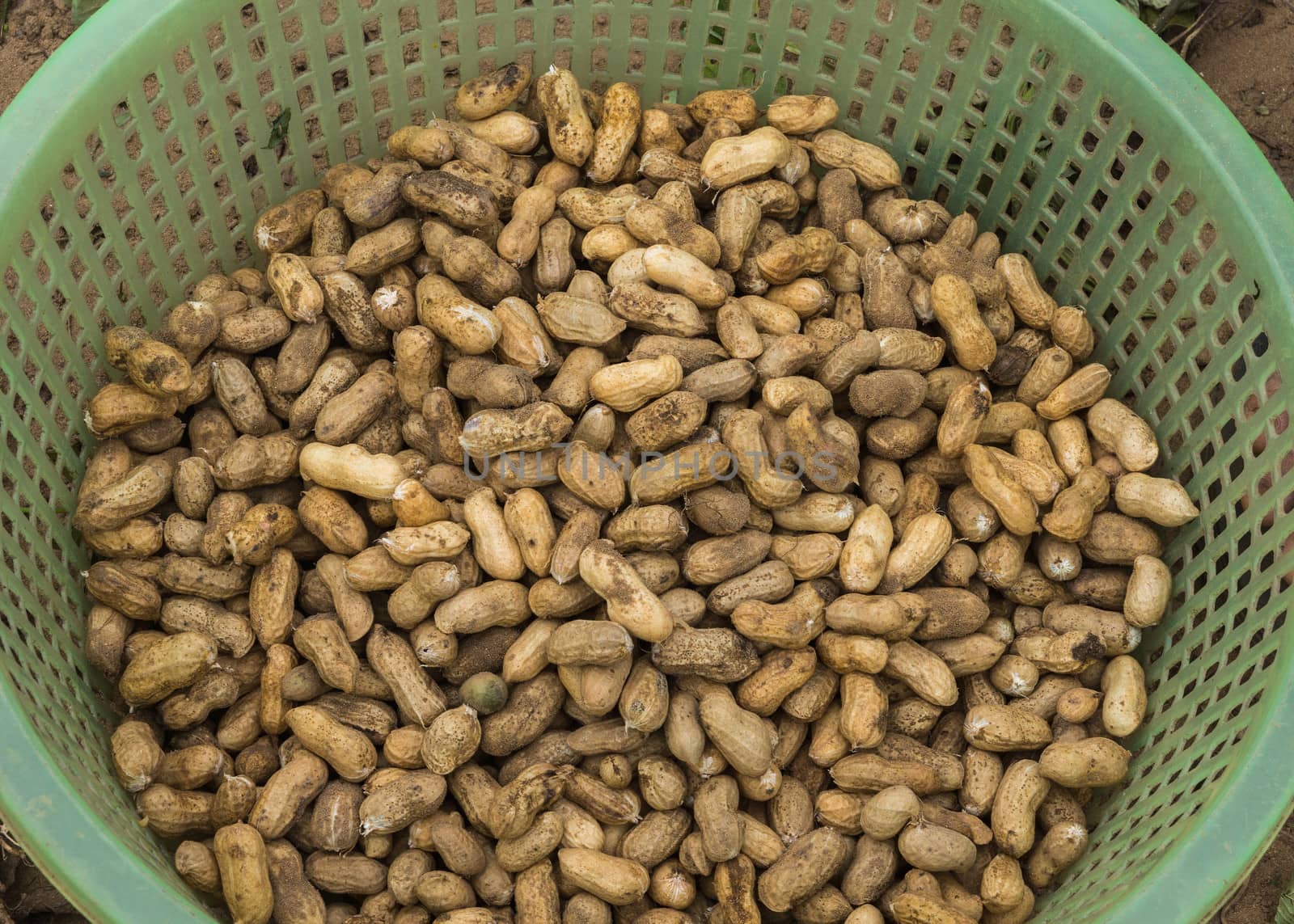 Green basket filled with freshly harvested peanuts.