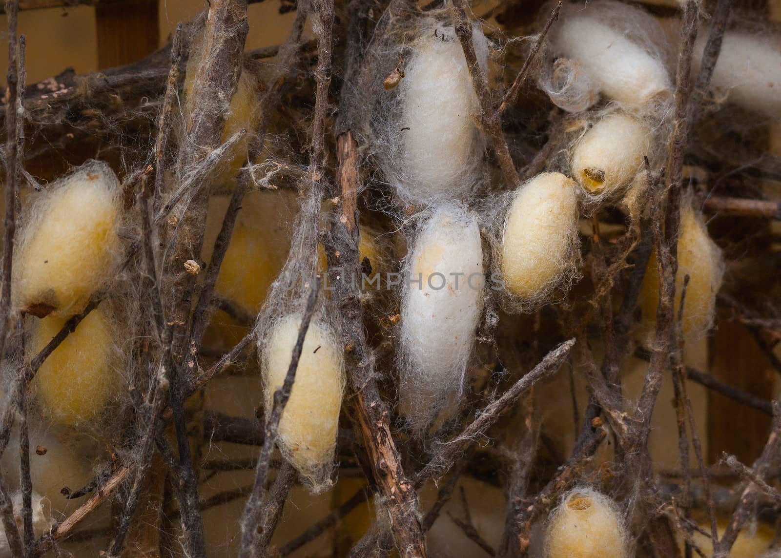 Focus on living silkworm cocoons attached to dry branches. by Claudine