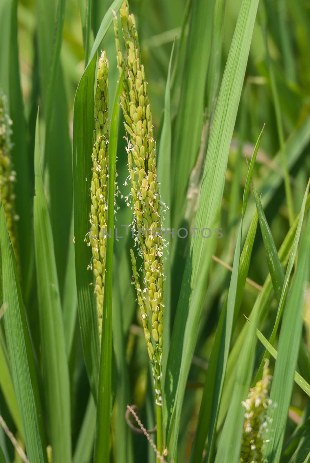 Focus on riping rice stalks, kernels and flower clearly visible.