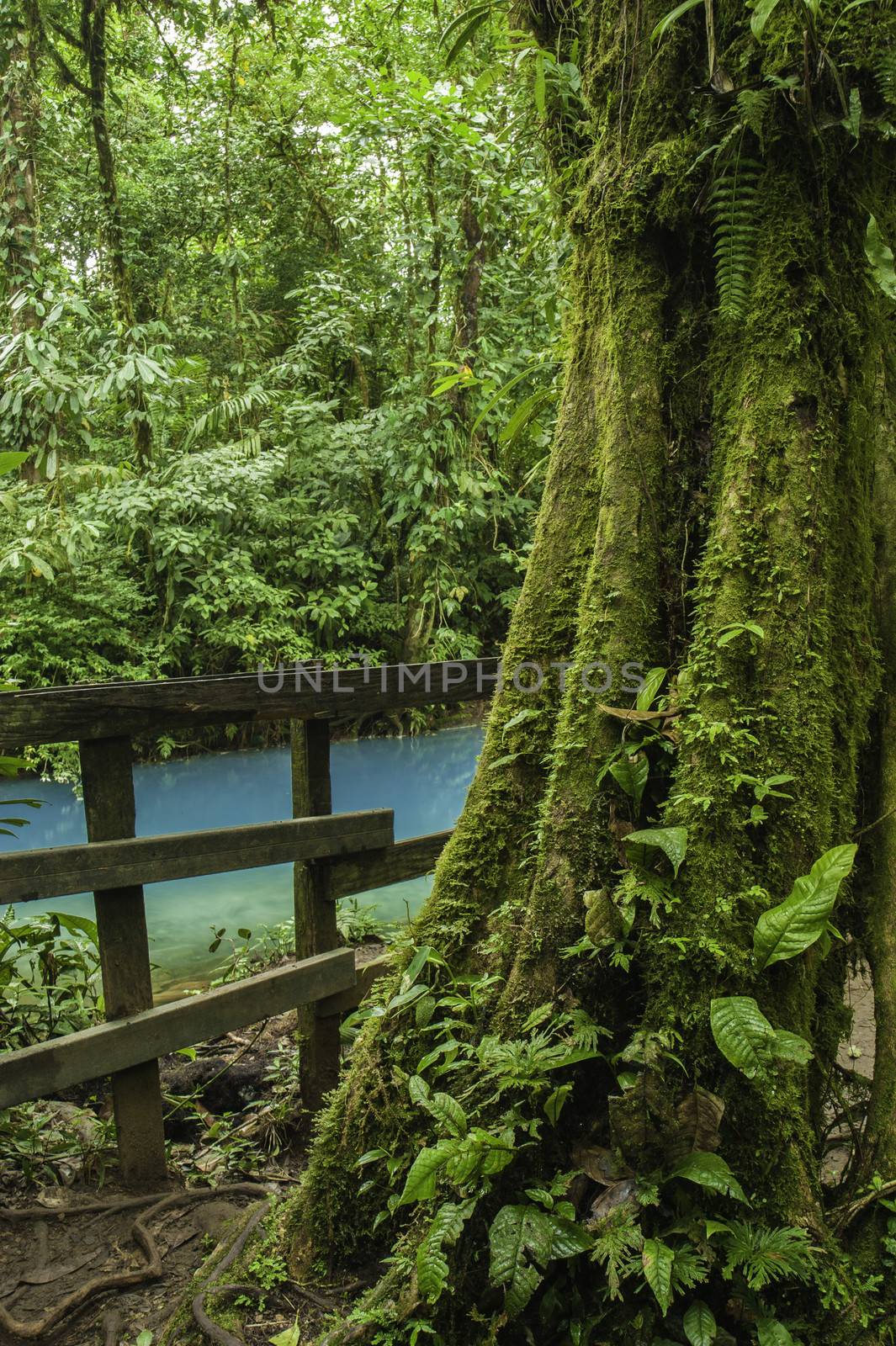 Moss covered rainforest tree with the rio celeste flowing behind.