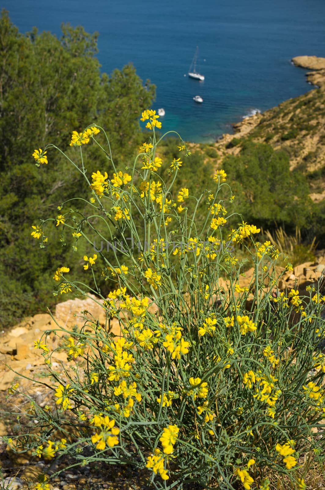 Genista shrub flowering against the background of  a sunny Mediterranean bay