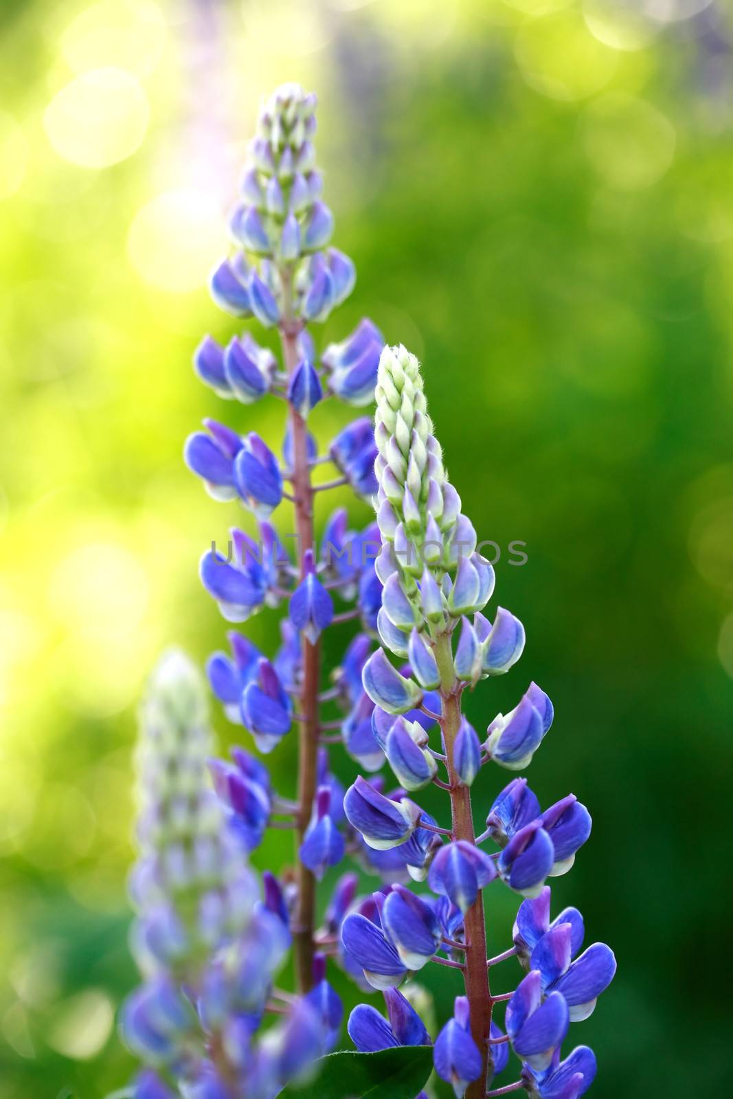 Beautiful blue lupine closeup on green background