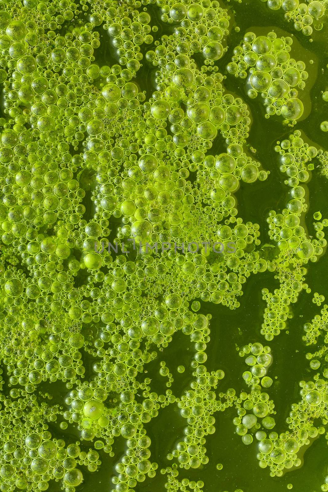 Water Bubbles, green abstract background. by foryouinf