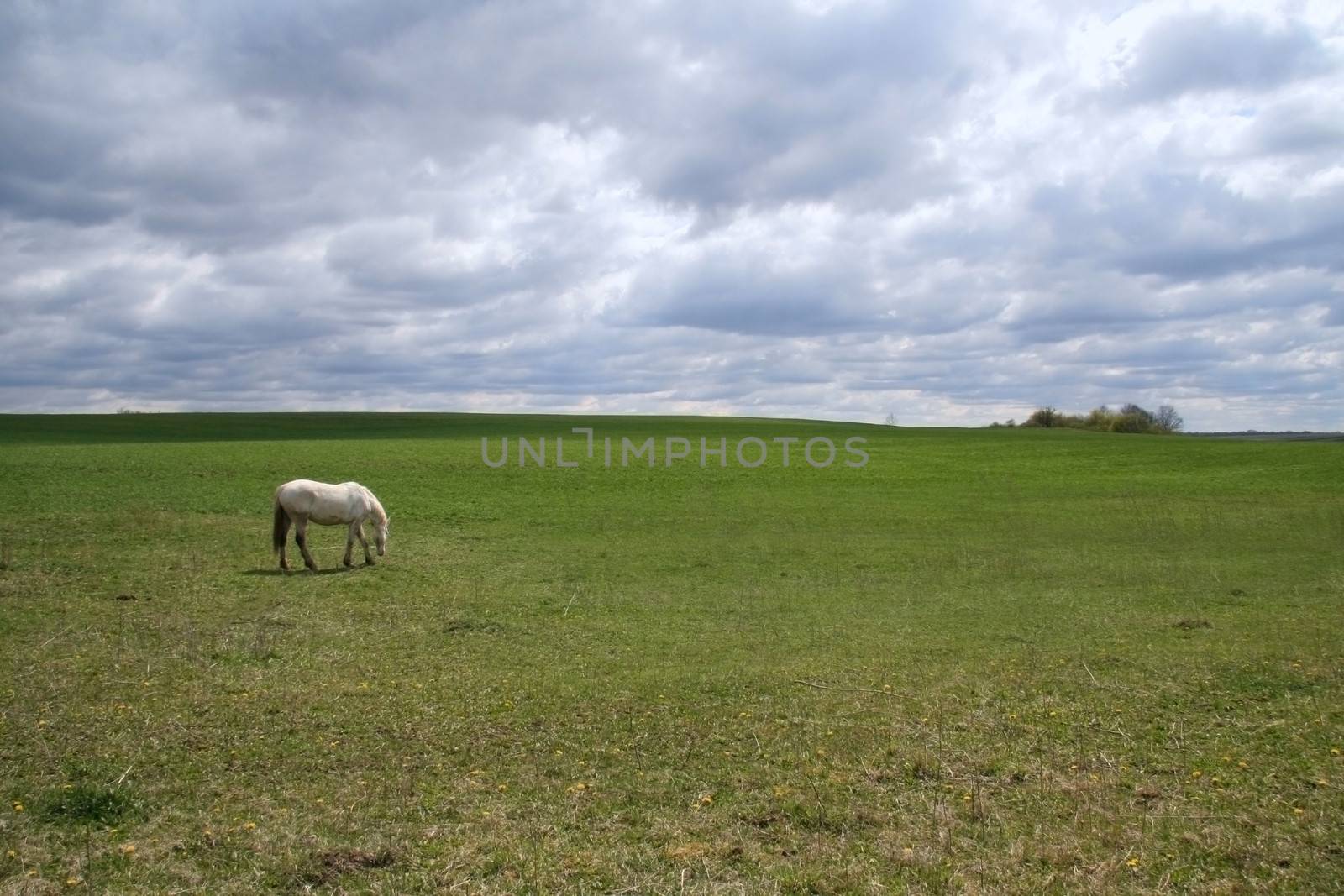 White horse pasturing on meadow by foryouinf