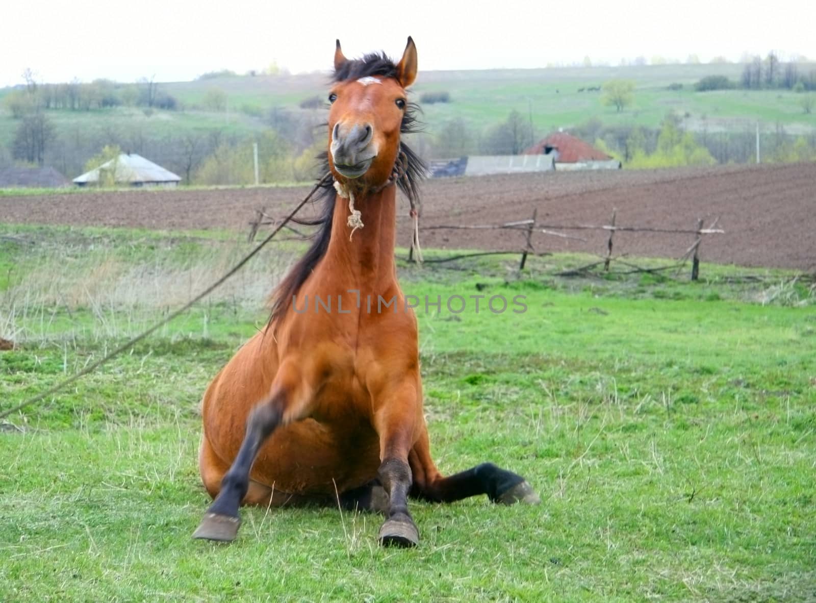 funny brown horse sitting on green field  by foryouinf